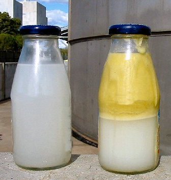Dairy waste water samples with high fat content